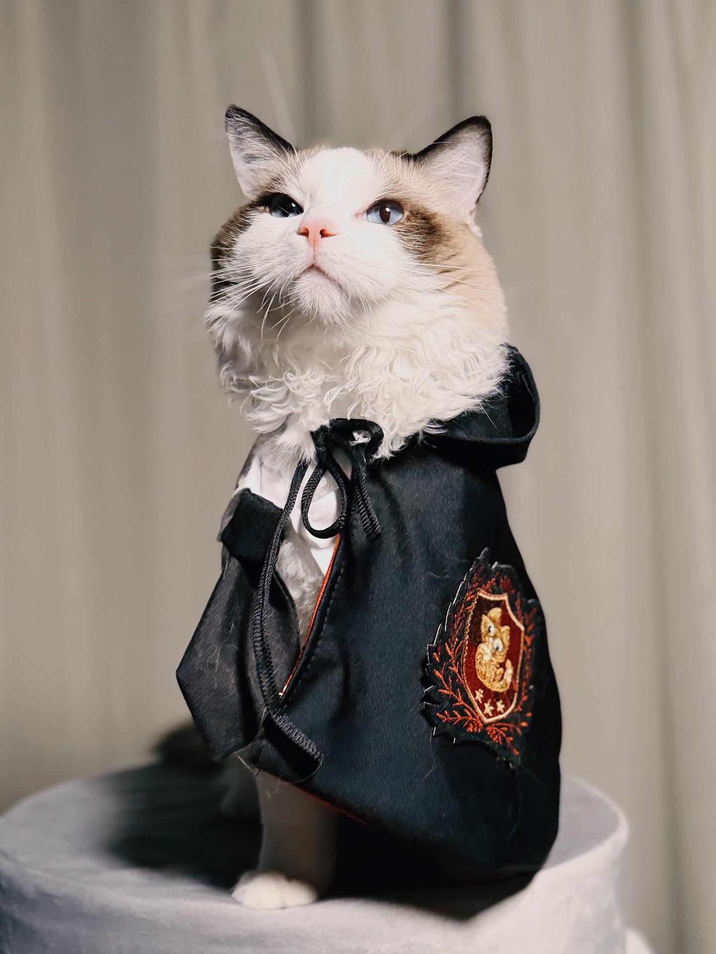 A playful cat chasing a laser