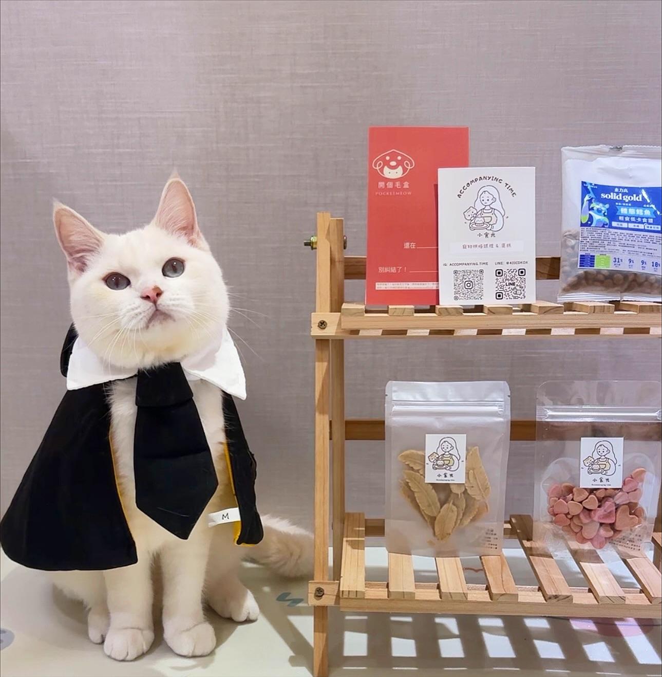 A fluffy cat in a box