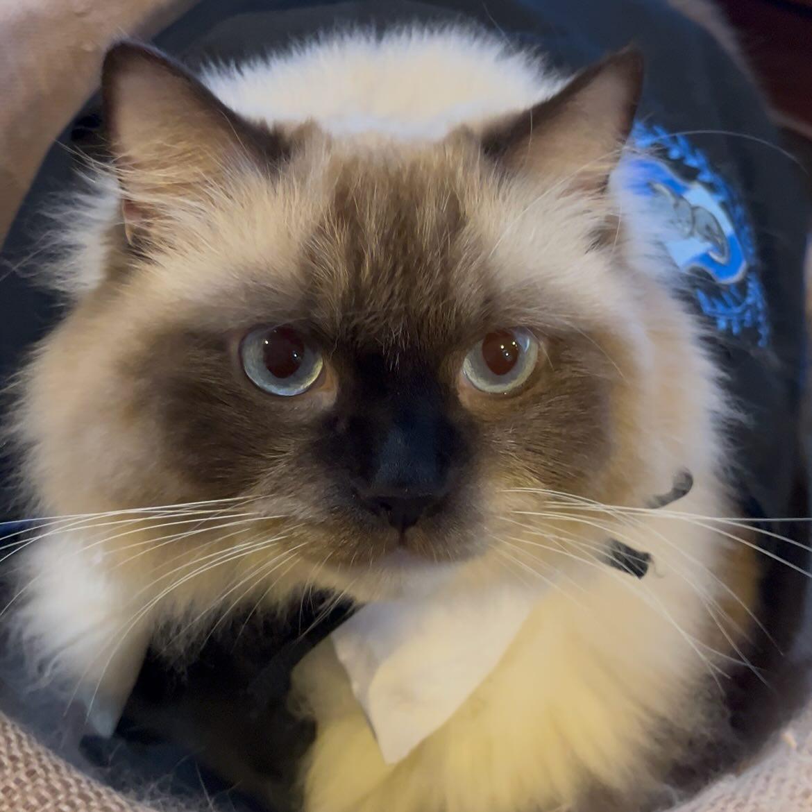 A ginger cat playing with a toy