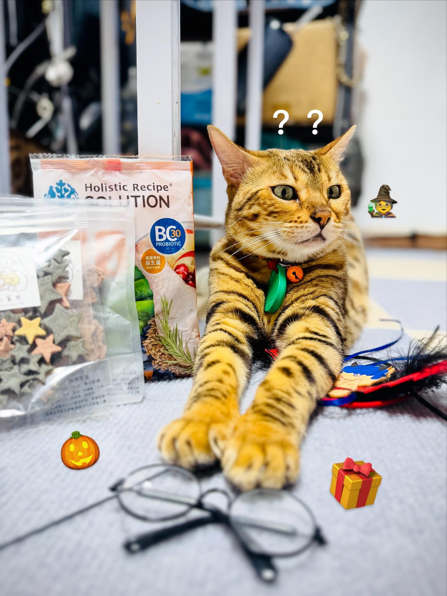 Two kittens cuddling