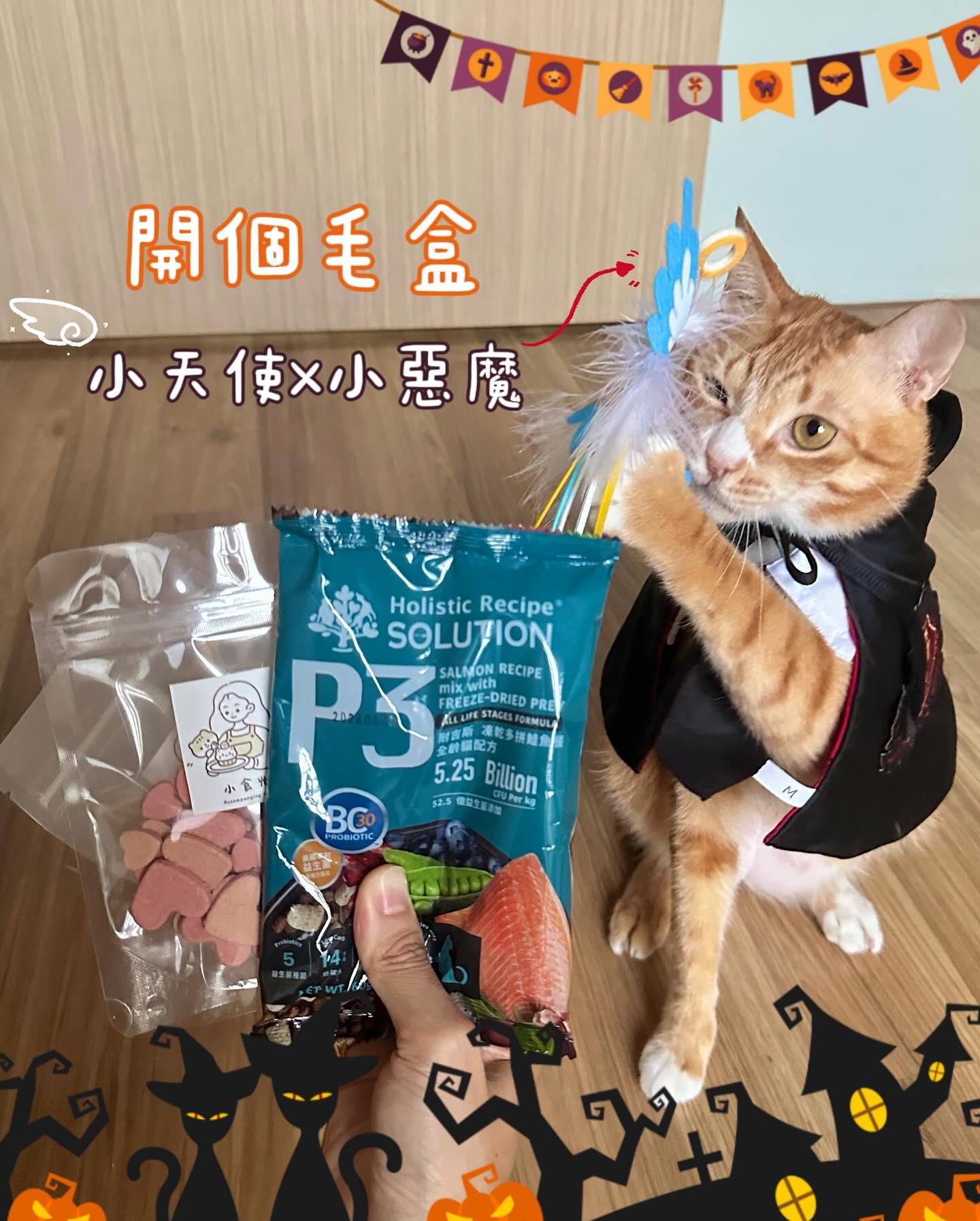 A cat in a funny costume