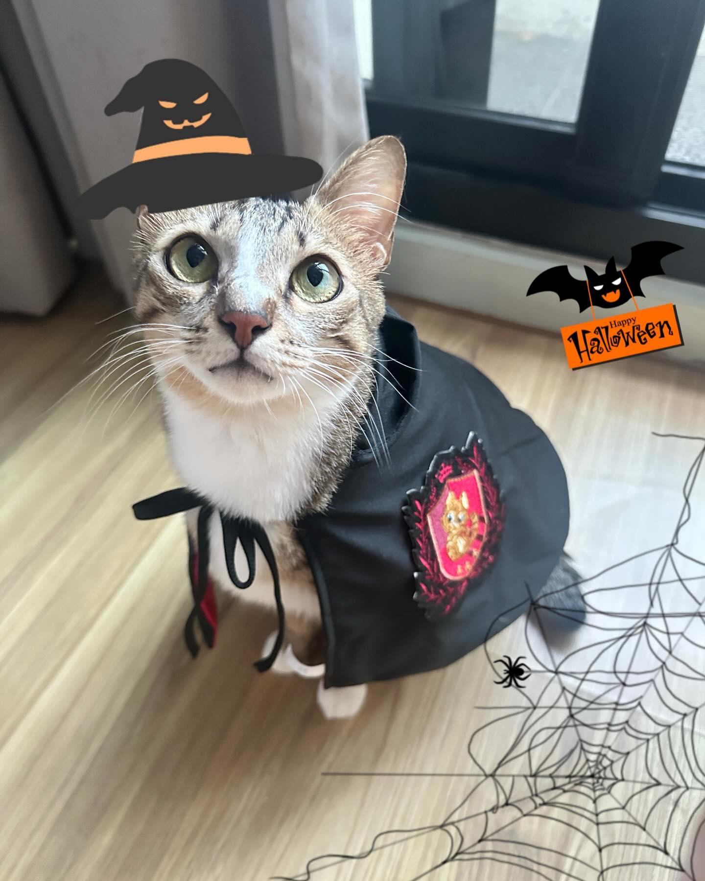 A cat sitting on a laptop