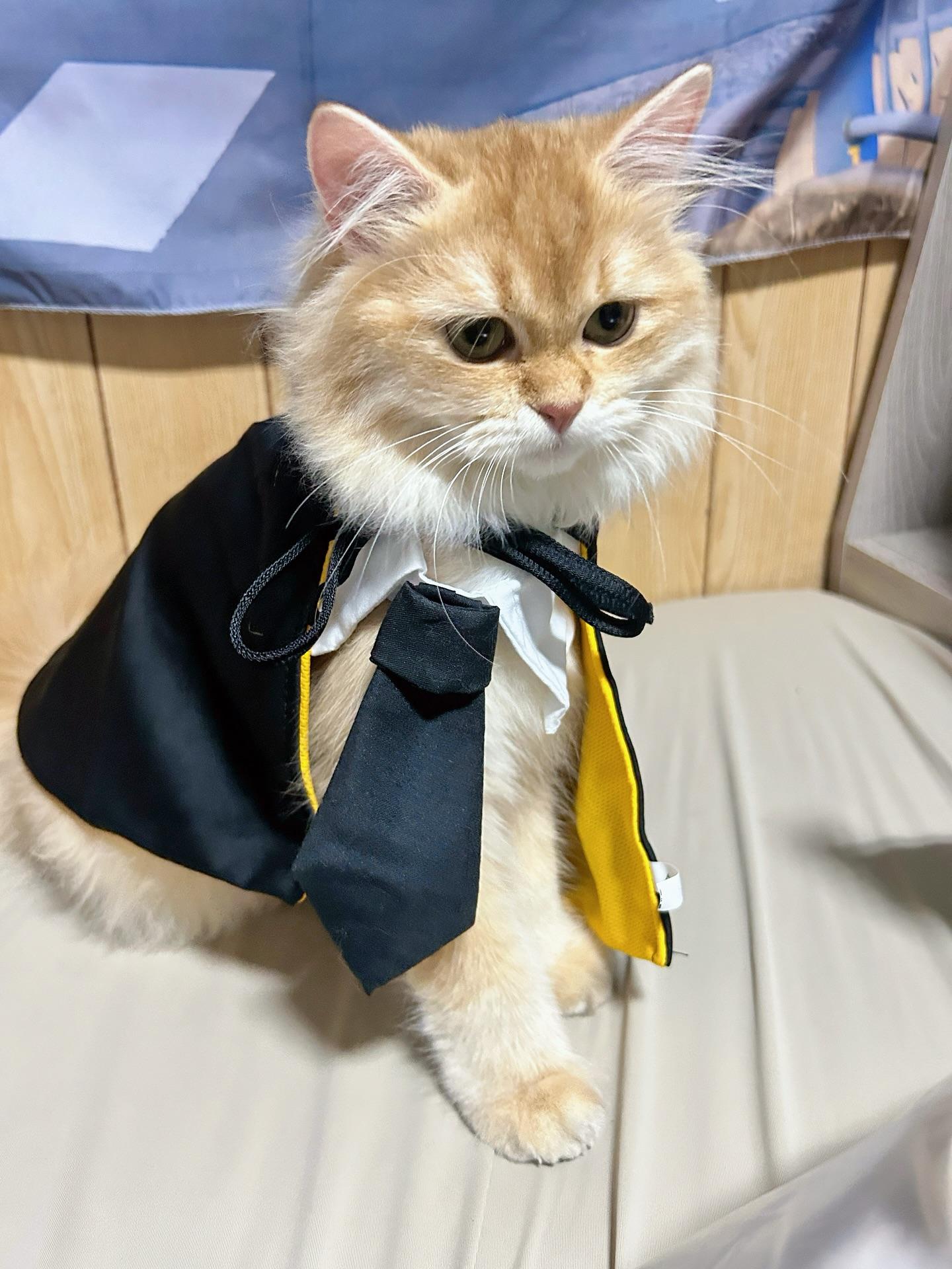 A fluffy persian cat